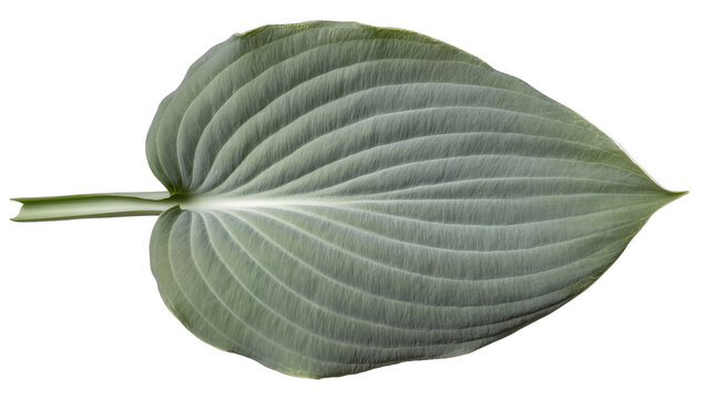 Detailed green hosta leaf with prominent veins, isolated on transparent background