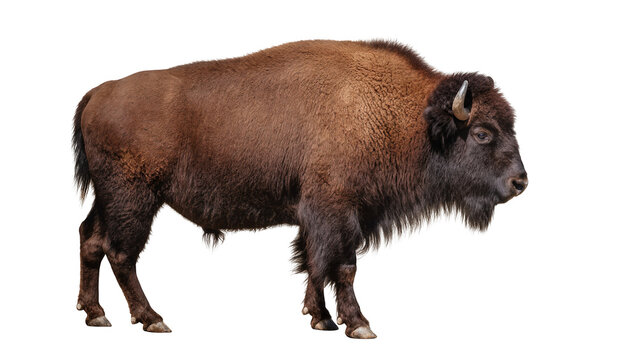 Majestic brown bison with shaggy fur and curved horns, isolated on transparent background