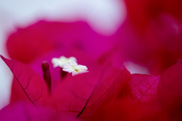 Gros plan sur le feuillage coloré et les fleurs d'un bougainvillier © PPJ