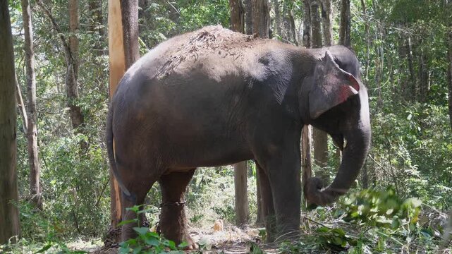 Asian elephant 