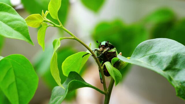 A close-up of a scarab beetle on a green leaf.