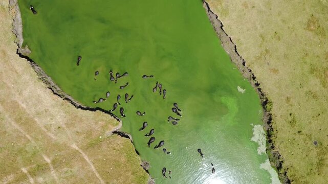Buffalos, Caws in Water, Flying Drone Aerial View, Domestically Animal Bathing, Cooling in River, Stream, POV