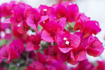 Gros plan sur le feuillage coloré et les fleurs d'un bougainvillier © PPJ