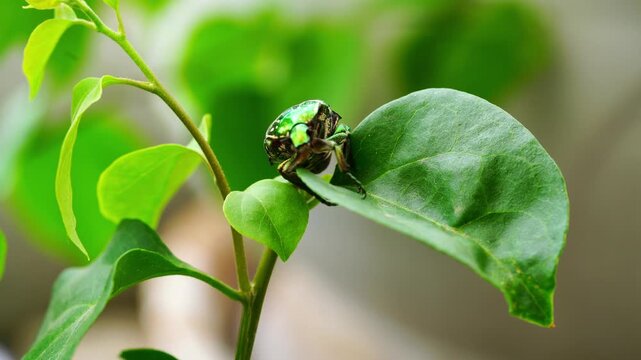 A close-up of a scarab beetle on a green leaf.