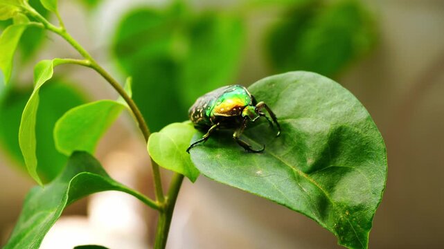 A close-up of a scarab beetle on a green leaf.