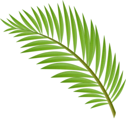 Palm Tree Leaves Isolated PNG Summer Beach Event Decoration © Martin
