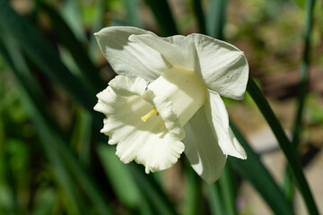An elegant white daffodil Trumpet Narcissus Daffodils Mount Hood blooms against softly blurred green background © MarinoDenisenko