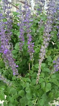White Cat Hidden in Purple Sage Flowers Blooming in Garden