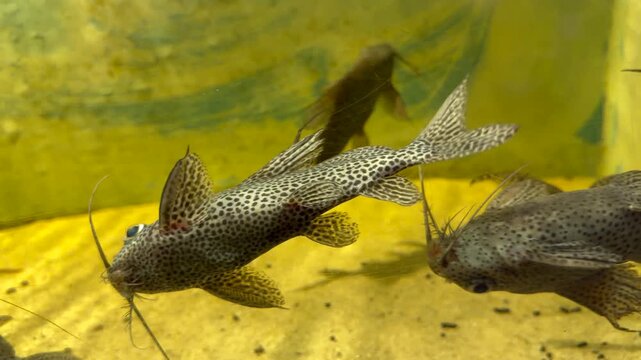 Spotted African catfish Synodontis eupterus moves through aquarium tank displaying armored body and featherfin dorsal fin. Freshwater catfish footage ideal for aquarium center marketing, zoo content
