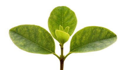 Fototapeta premium Vibrant green plant sprout with three leaves, isolated on transparent background