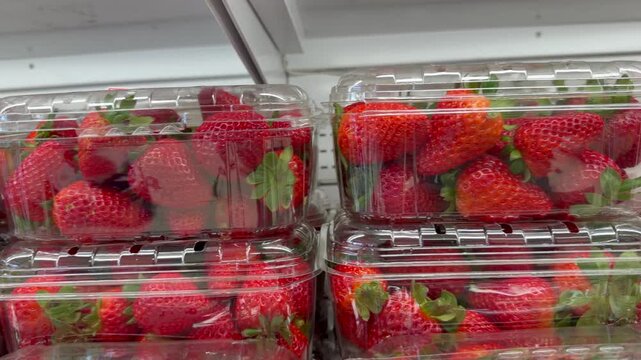 Fresh ripe strawberries packed in transparent retail trays displayed in supermarket produce section with bright red color. Seasonal berry footage suits grocery retail promotion, organic food brand