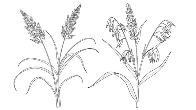 2D CAD illustration of two wheat plants with long leaves and grain heads