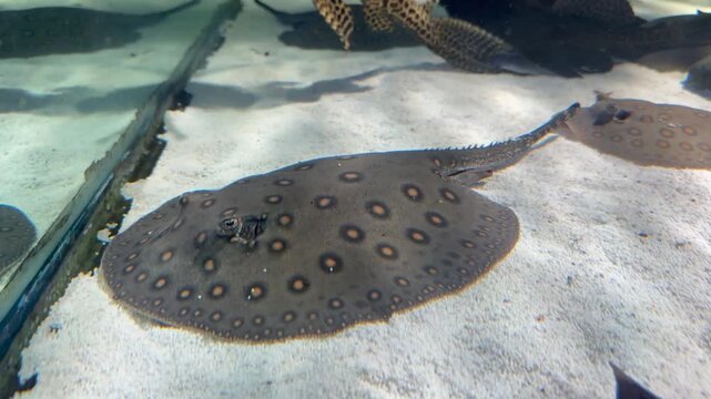 Spotted freshwater stingray rests on aquarium floor revealing intricate dot pattern and smooth body. Rare exotic ray footage ideal for aquapark marketing, pet store content, aquatic wildlife brand ads