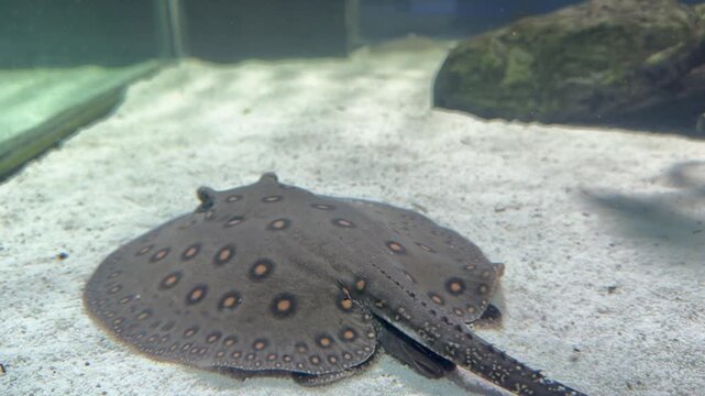 Potamotrygon motoro river stingray swims along sandy aquarium bottom in natural gliding motion with spotted pattern visible. Swimming exotic ray footage suits oceanarium promotion, aquarium brand 