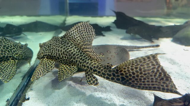 Large spotted leopard pleco Pterygoplichthys gibbiceps with armored body crawls along sandy aquarium floor on display. Exotic freshwater catfish footage for aquarium center marketing, zoo content