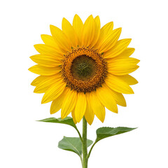 Fototapeta premium Bright yellow sunflower on green stem
