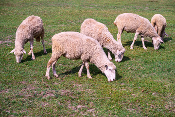 Obraz premium A flock of sheep are raised by allowing them to graze in pastures.