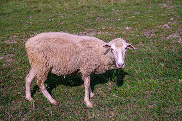 Obraz premium Sheep are raised by allowing them to graze in pastures.