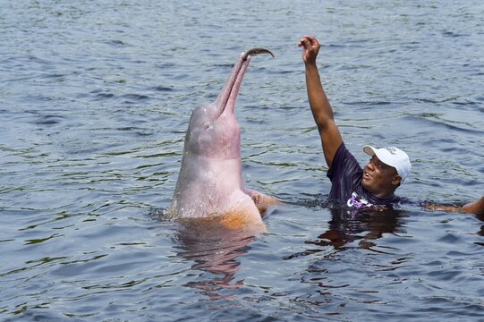 Amazon River Dolphin, Boto or Pink Amazon Dolphin (Inia geoffrensis) being fed by local villager, Rio Negro, Manaus, Amazonas State, Brazil