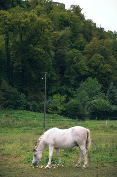 White horse grazing in a scenic countryside near Samobor, Croatia. This peaceful and romantic landscape represents natural beauty, rural lifestyle, and eco tourism, making it perfect for travel.