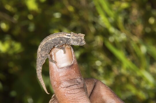 Madagascan Dwarf Chameleon (Brookesia minima), Madagascar