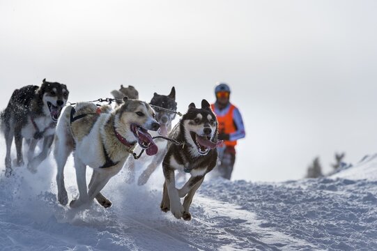 Sled dog racing, sled dog team in winter landscape, Unterjoch, Oberallg&auml;u, Bavaria, Germany
