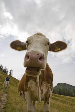 Curious cow (Bovinae), Grossarltal, near Salzburg, Austria, Europe