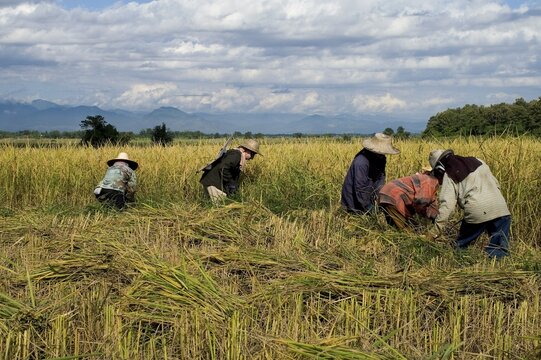 Farmworkers working in a field, Mae Salong, Thailand, Southeast Asia, Asia