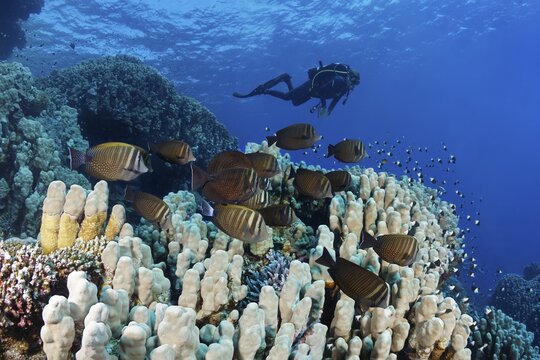 Diver observes shoal of sailfin Desjardin's sailfin tang (Zebrasoma desjardinii) on reef with various stony corals (Scleractinia) Red Sea, Fury Shoals, Egypt