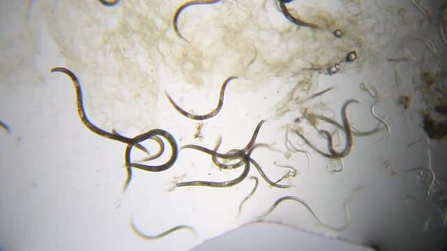 Nematodes actively moving in water droplet under 40x magnification brightfield microscopy. 4K scientific microscopy footage.