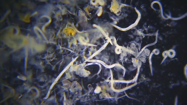 Nematodes aggregation moving slowly panoramic view under 40x magnification darkfield microscopy. 4K scientific microscopy footage.