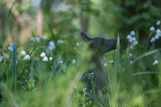 Spring Flowers with Blurred Italian Greyhound Background Soft Nature Scene