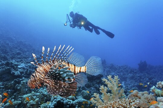 Diver, underwater photographer observes common lionfish (Pterois miles), St. Johns, Red Sea, Egypt