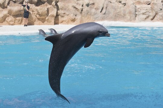 Bottlenose dolphin (Tursiops truncatus), Loro Park, Puerto de la Cruz, Tenerife, Spain