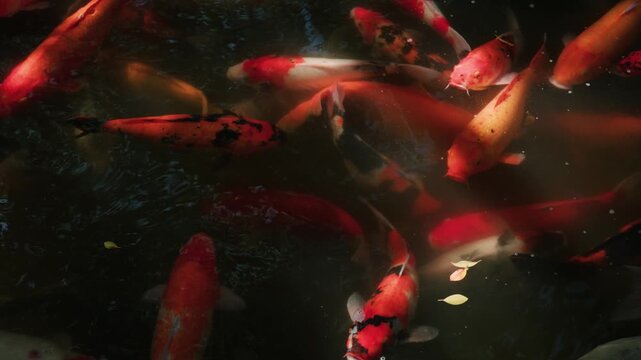 Colorful Koi Fish Swimming in Dark Pond with Leaves
