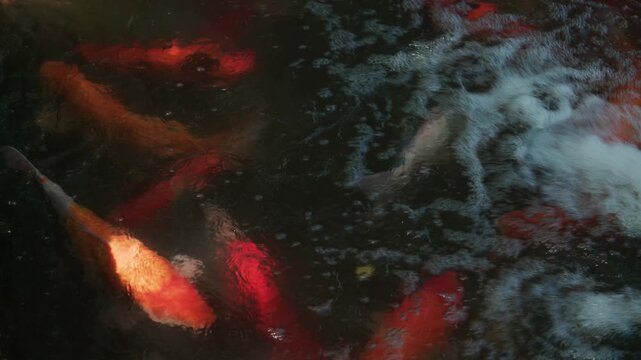 Koi Fish Swimming in Turbulent Bubbly Water Top View