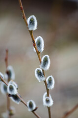 Willow © Светлана Калинина