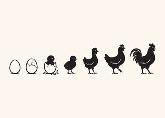 Vector illustration. A set of silhouettes of chickens of all ages. Chickens and cocks. Scale of growth © Ikmalia