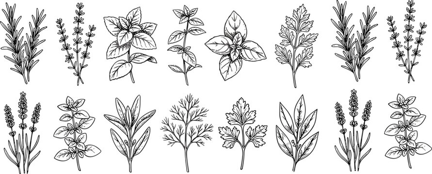 Culinary herb and botanical plant collection, hand drawn vintage vector illustration set for cooking, herbal and natural design