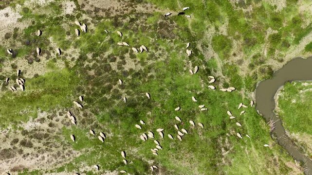 A bird's-eye view of a flock of white sheep grazing on green pastures and a winding riverbed. Ideal for themes related to nature, agriculture, and livestock.