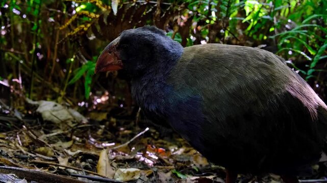 Close up side profile juvenile takahē swamphen bird nestled in forest ferns with beautiful textured feathers in Wellington, New Zealand Aotearoa