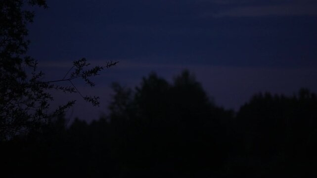 Bat flying low over trees at dusk, captured in slow motion as it swoops from right to left above forest canopy, dramatic nocturnal wildlife silhouette against twilight sky.