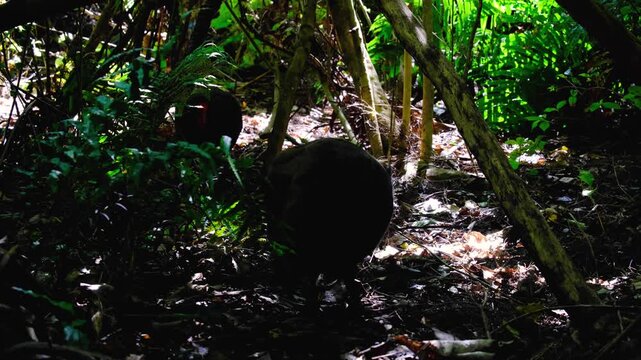 Two takahē swamphen birds foraging for food on forest floor in Wellington, New Zealand Aotearoa