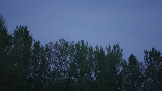 Bats flying at dusk over treeline in Varazdin, Croatia; one exits frame right while another approaches, circles, and lands on a tree against a blue evening sky.