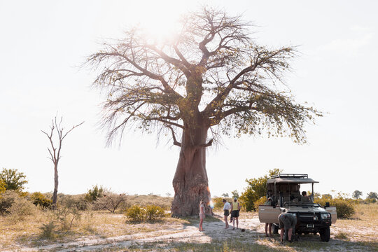 baobab tree and safari vehicle, Makgadikgadi Park, Botswana, Africa