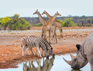 Obraz premium Rhino and two zebra drinking water from a (rezerv) small lake - Etosha National Park, Namibia