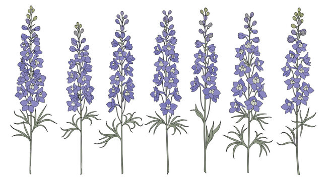 Set of tall purple delphinium flower stems with multiple detailed blossoms and green leaves arranged in a horizontal row on white.