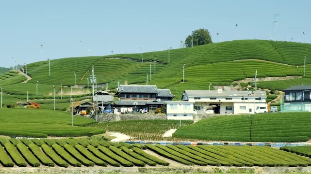 Green Tea Field Farm in Uji, Japan.