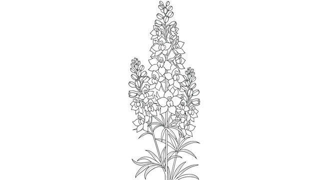 Intricate black and white botanical line drawing of a tall delphinium flower stalk featuring many individual open blossoms and buds.