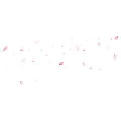 Scattered pink sakura petals flying on blank background. Spring cherry blossom falling floral confetti. Copy space for text © writerfantast